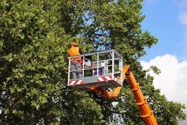 Best Hazardous Tree Removal  in Warren Park, IN