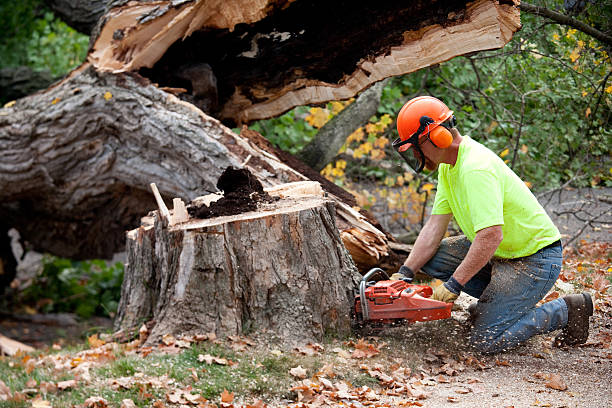 Best Lawn Grading and Leveling  in Warren Park, IN